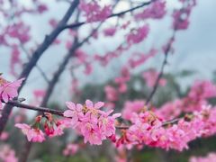 -顾村公园