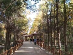 -金塔沙漠胡杨林景区