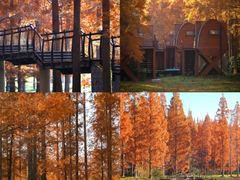 -黄海国家森林公园