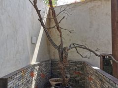 -几荷·恰似故人来(秀水广场店)