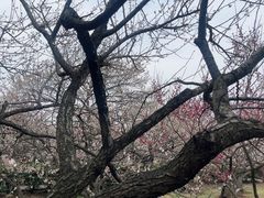 -香雪海