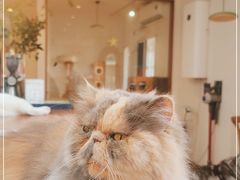 -有猫主题·治愈系猫咖(曾厝垵店)