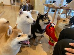 -南京Hallo宠物乐园·哈罗犬舍·柴犬繁育基地