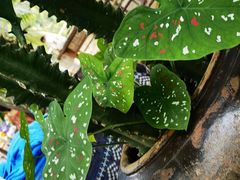 -海南热带雨林国家公园吊罗山景区