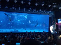 -烟台海昌鲸鲨海洋公园