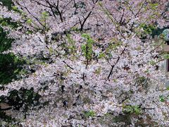 -武汉大学-樱园