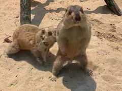 -西霞口神雕山野生动物世界