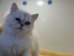 -1013 PET SHOP 宠物商店(近铁城市广场店)