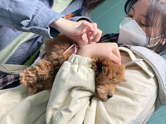 -严国平动物医院(德政总院)