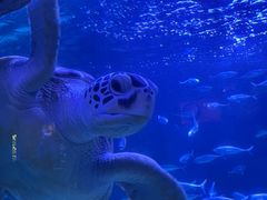 -太平洋海底世界