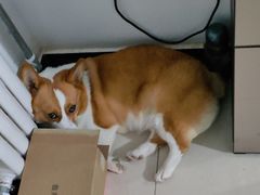 -宠福鑫康馨动物医院·骨科·眼科