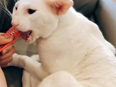 -飞行喵MR PILOT|猫舍·猫咖(静安大融城店)