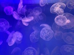 -左海海底世界