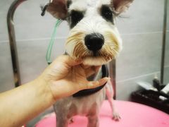 -宠福鑫康馨动物医院·骨科·眼科