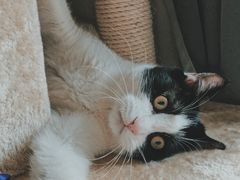 -康乐宝动物医院