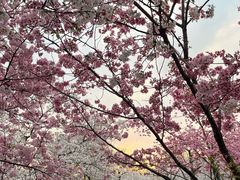 -东湖磨山景区樱花园-停车场