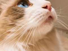 -飞行喵MR PILOT|猫舍·猫咖(静安大融城店)