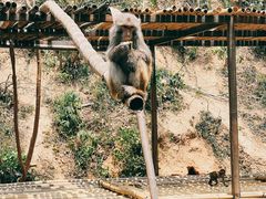 -西双版纳原始森林公园