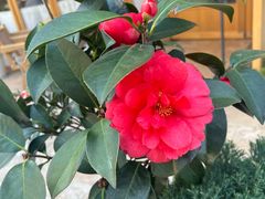 -翠贝卡&Mama Kelly Brunch Coffee(河西店)