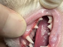 -贝康宠物医院·犬猫全科·小动物特色诊疗中心(东环路店)