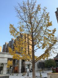 -小鬼当佳儿童摄影(回龙观店)