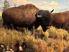 -陕西自然博物馆