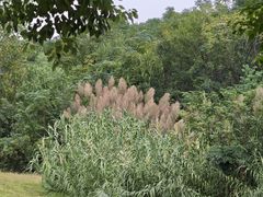 -盘龙城国家考古遗址公园