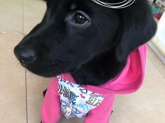 -翊宠yipet猫狗购宠庄园犬舍•猫舍