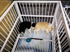 -Goku PET SHOP宠物视觉生活馆(双井店)