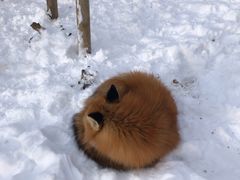 -宫城藏王狐狸村