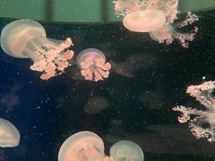 -欢乐海岸海洋奇梦馆