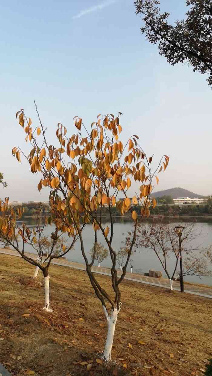 羊山湖公园-"因为优你音乐节去的,下了地铁要走一小段路.