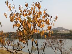 -羊山湖公园