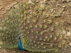 -石家庄市动物园