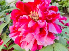 -莲花池公园