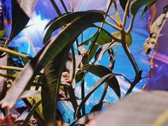 -正佳雨林生态植物园