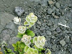-夏威夷火山国家公园