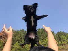 -伟伟宠物医院·瑞派猫友好医院·猫科(光谷店)