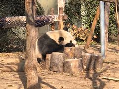 -青岛动物园