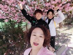 -莱阳濯村樱花园