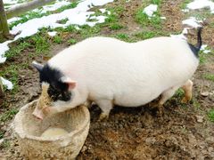 -田园东方蜜桃村的田野营地