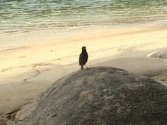 -巴拉湾海滩