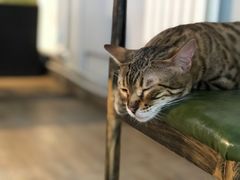 -猫咪咖啡·猫咖(万达广场店)