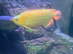 -上海海洋水族馆