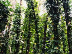 -华南国家植物园-售票处