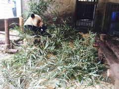 -成都大熊猫繁育研究基地