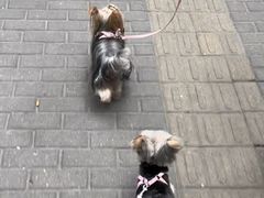 -酷狗靓猫宠物·洗护·美容·寄养(航北路店)