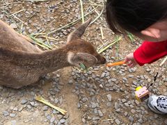 -鹿境梅花鹿生态园区