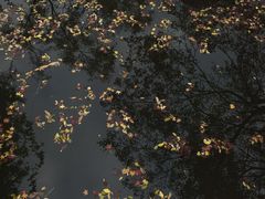 -秋霞圃