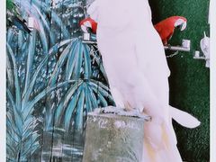 -西双版纳原始森林公园